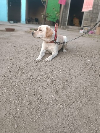 lebra kutti se sata karvana se