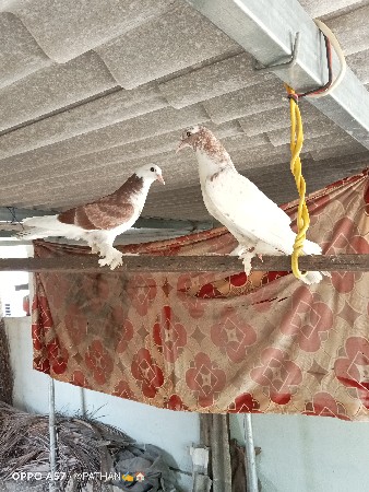 1 જોટો વેચવાનો છે