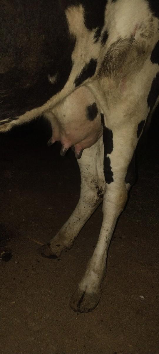 ગાય વેચવાની પ્યોર એસ જર્સી એક્સ