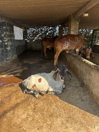 થંબનેલ 2