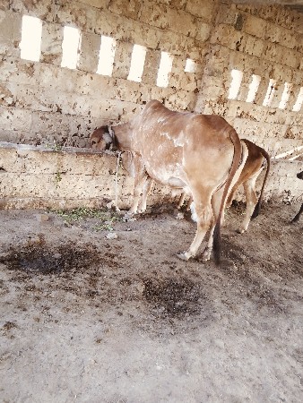 ગાય વેચવાની છે