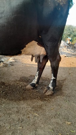 ગાય ગીર ક્રોસ વેચવાની છે