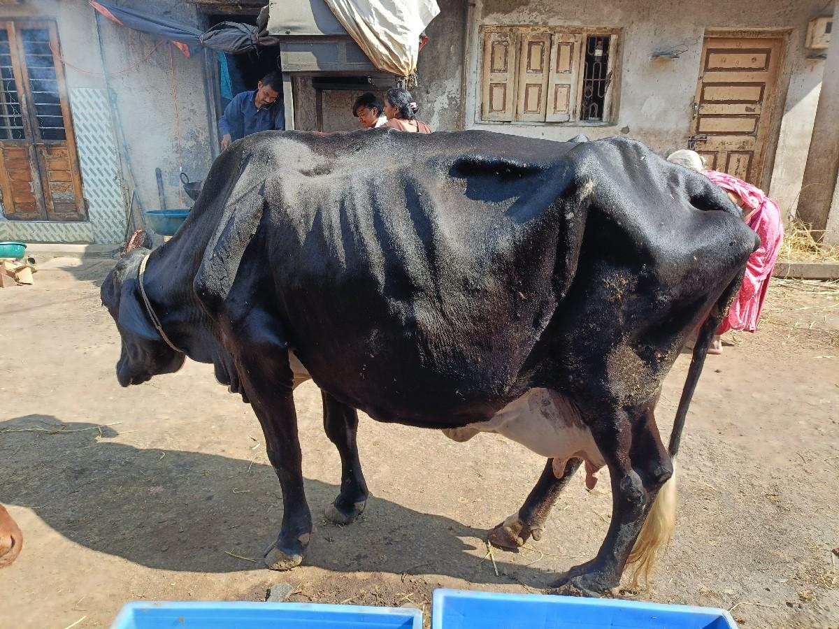 ત્રીજો વેતર