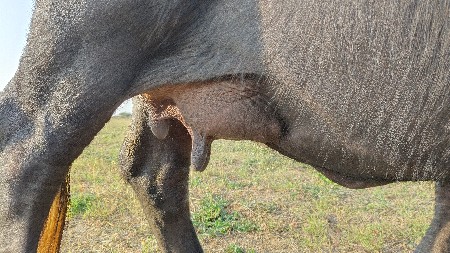 ભેંસ વેચવા ની સે