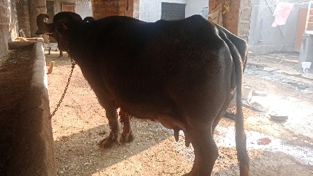 થંબનેલ 2