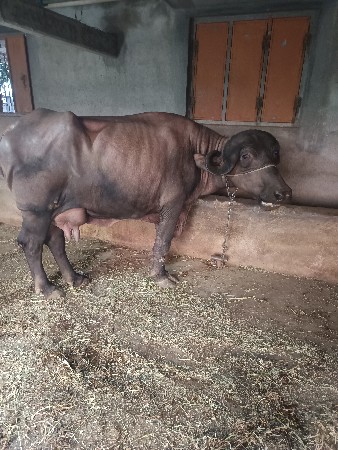 ભેંસ વેશ વાણી સે