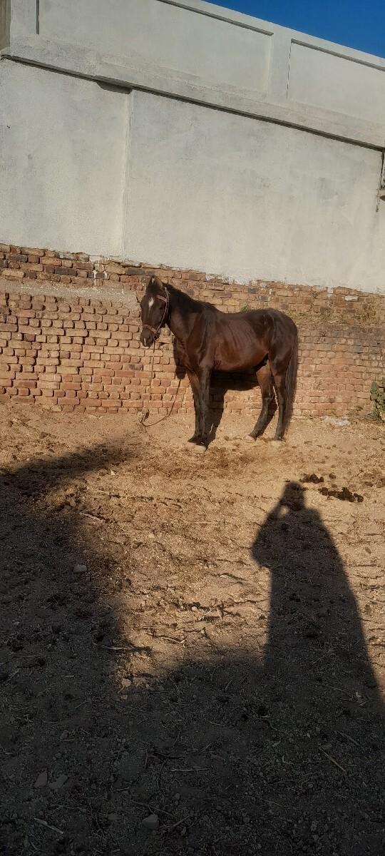 ઘોડો વેચવાનો છે કીમત 35000