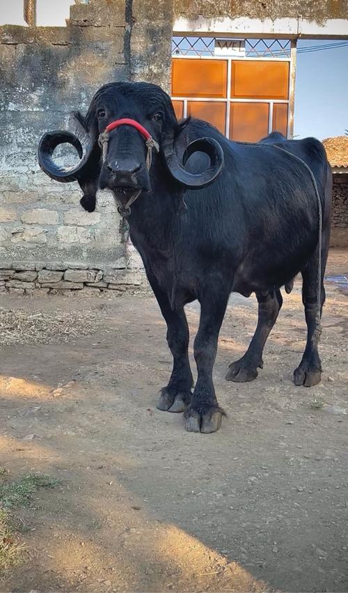 10..12 દિવસ ની કાચી