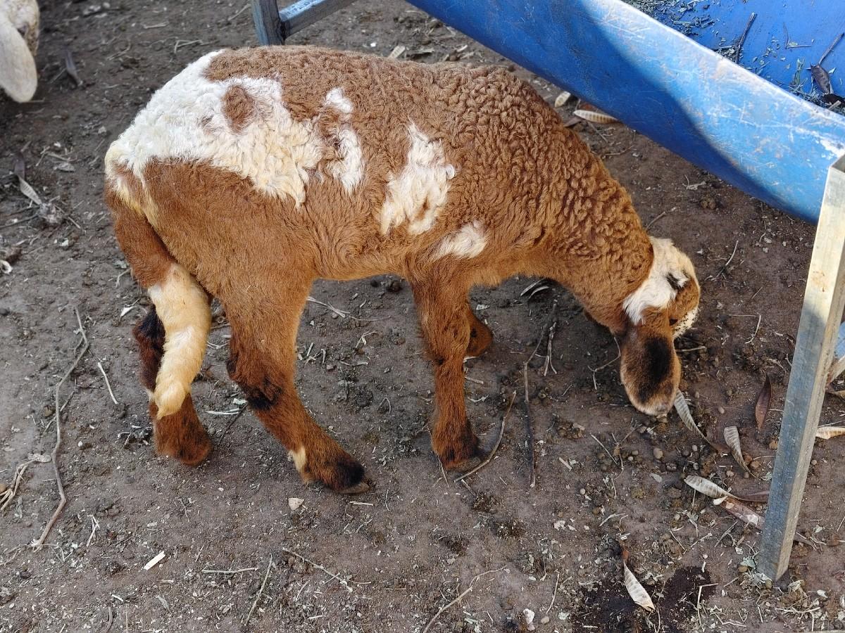 ઘેટી વેચવાની છે