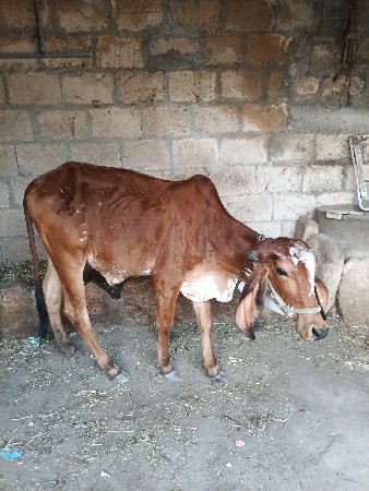 ગાયની વાછડી વેચવાની છે