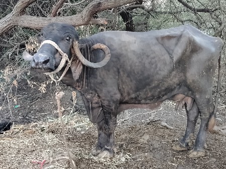 તન ભેસુ વેચવાની છે
