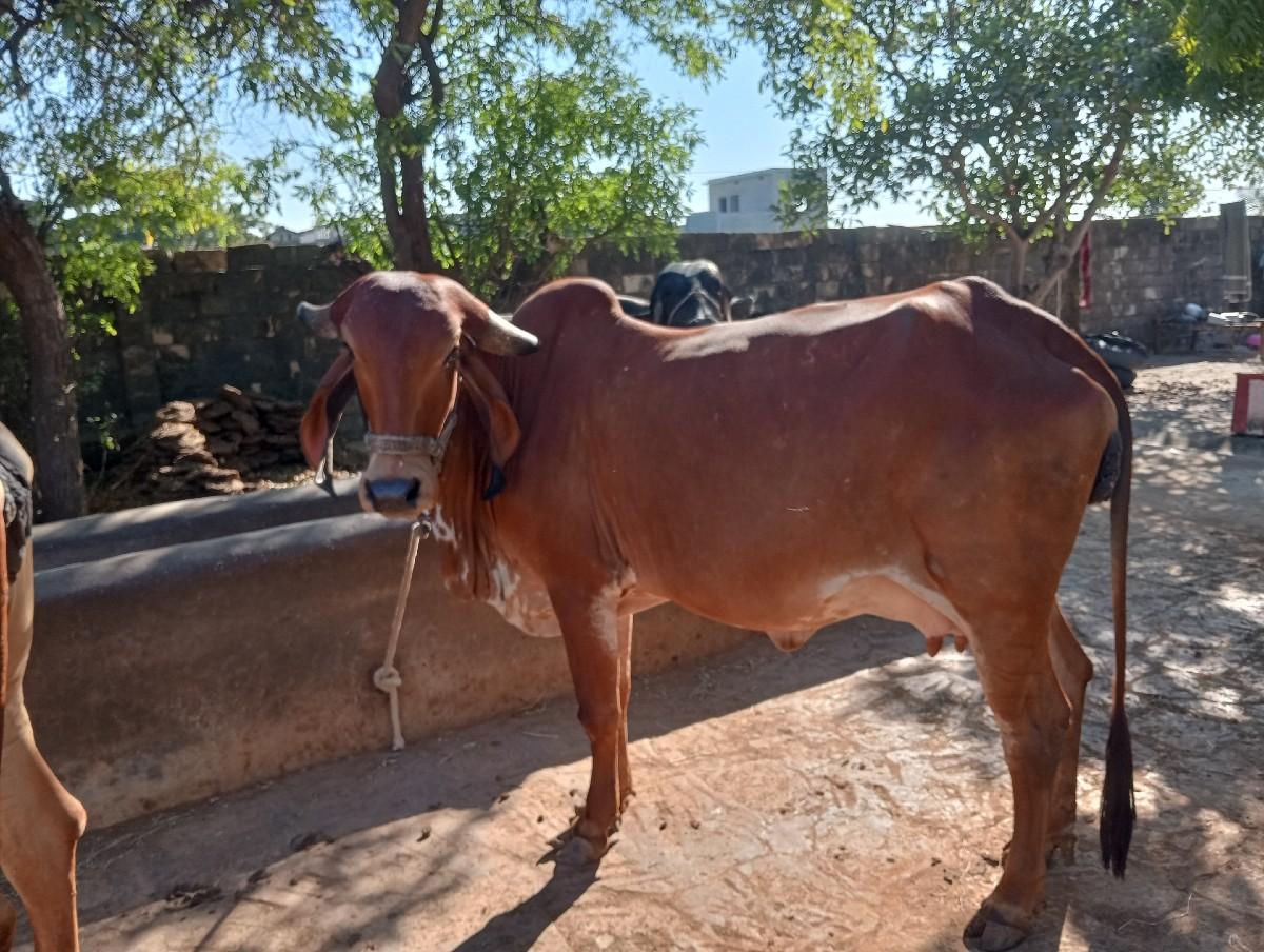 ગીર ગાય