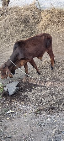વાછરડો દેશી