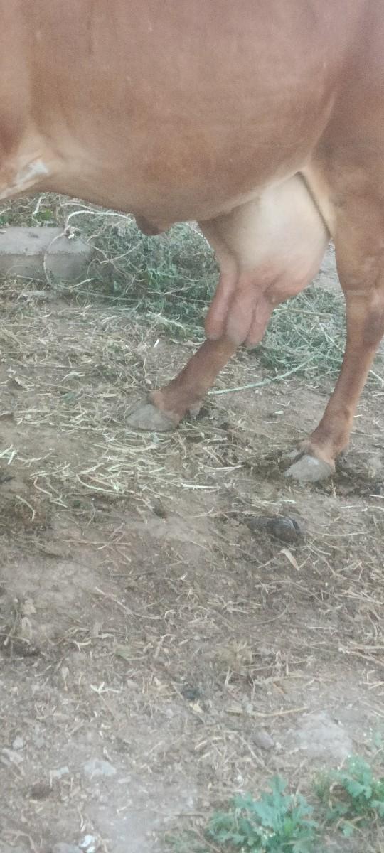 થંબનેલ 3