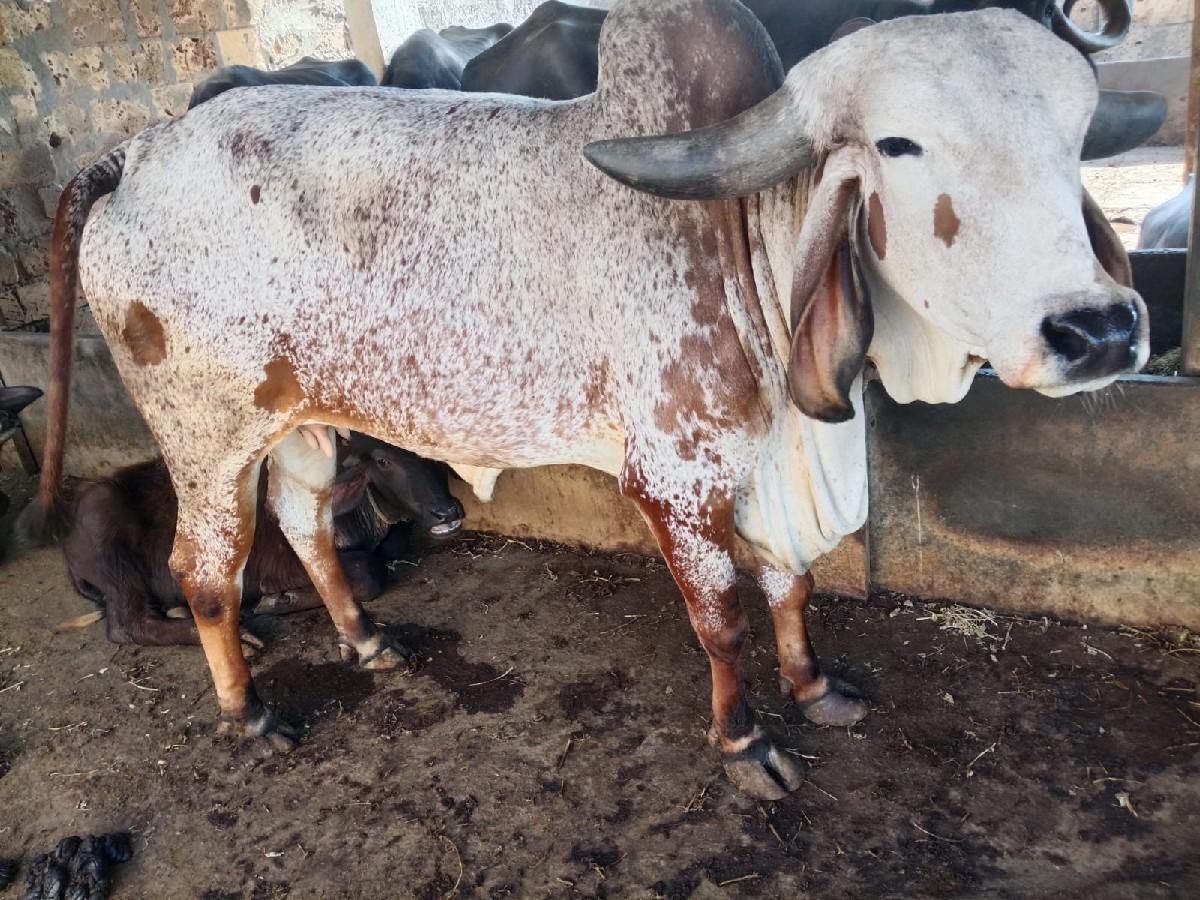 थंबनेल 3