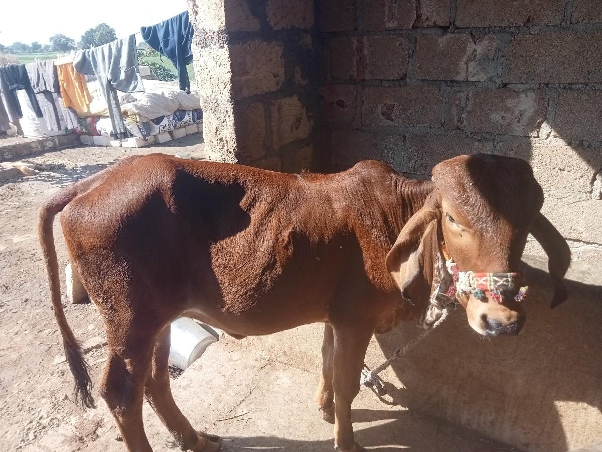 થંબનેલ 3