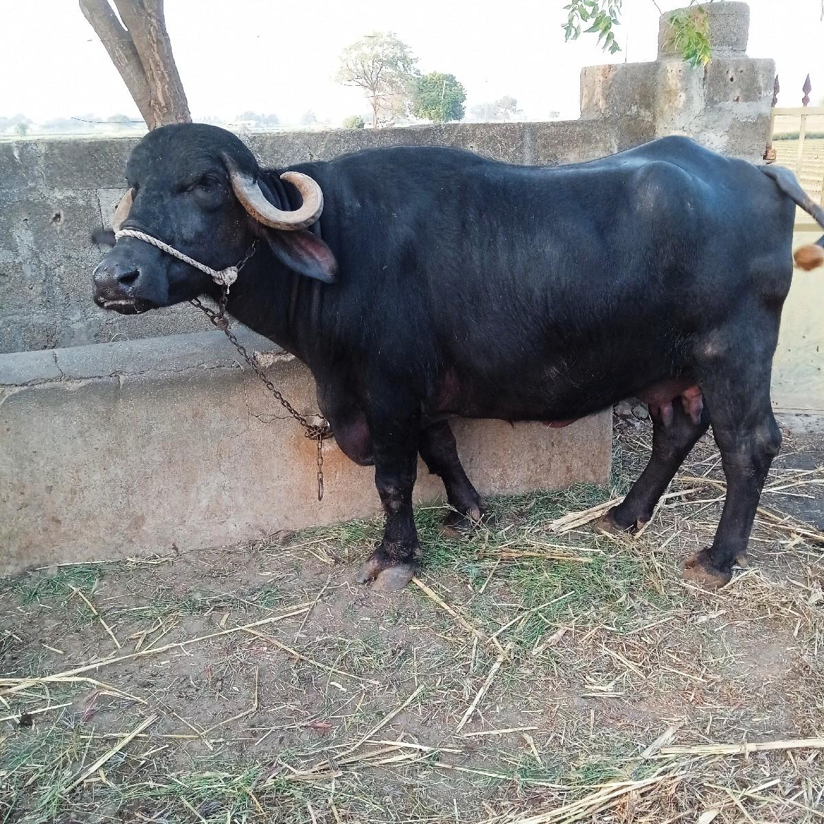 थंबनेल 3