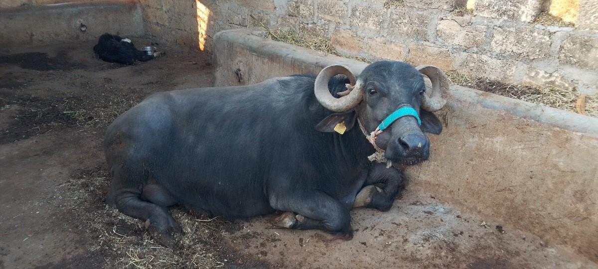 ભેંસ વેચવાની છે