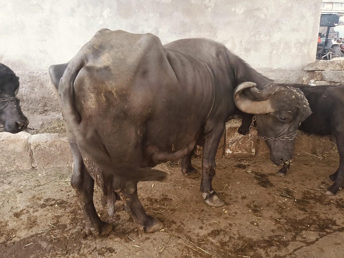 थंबनेल 3