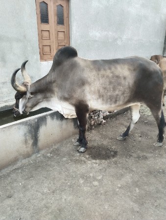 थंबनेल 3