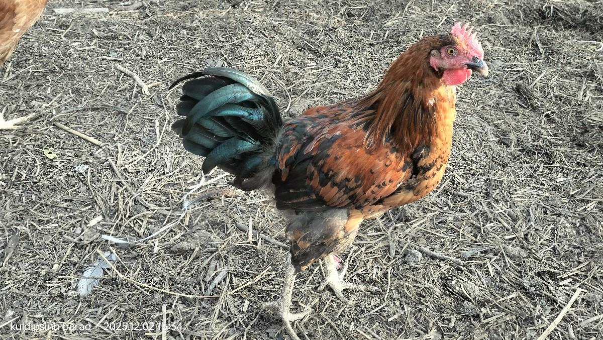 थंबनेल 3