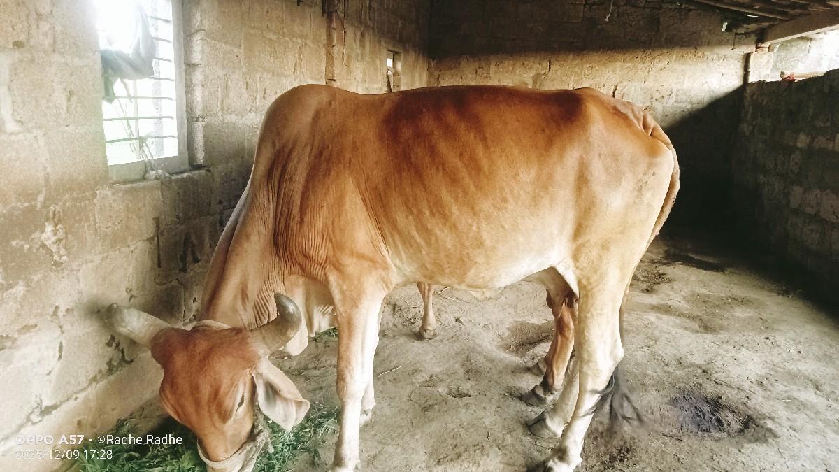 થંબનેલ 2