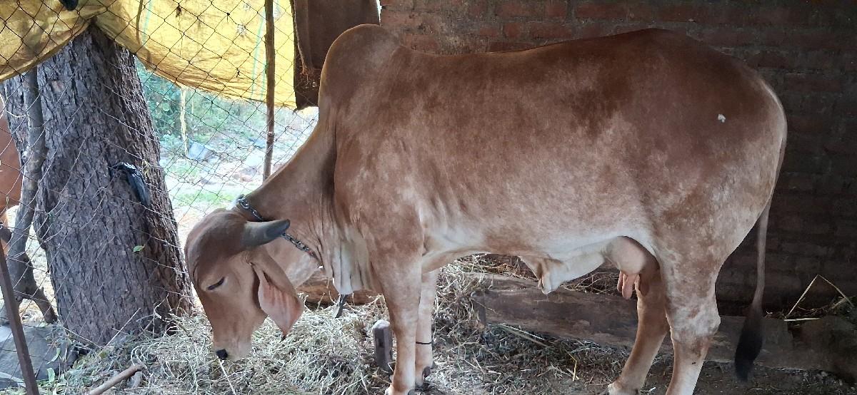 સોન કપિલા ગાય વેસવાની સે