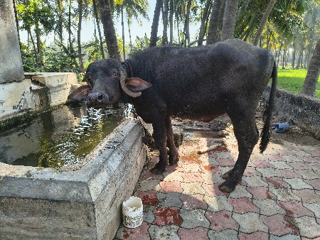 ખળેલી વેચવાનું છે