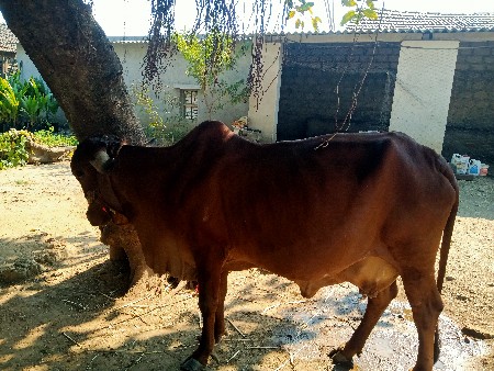 ગાયવેચવાનીછે