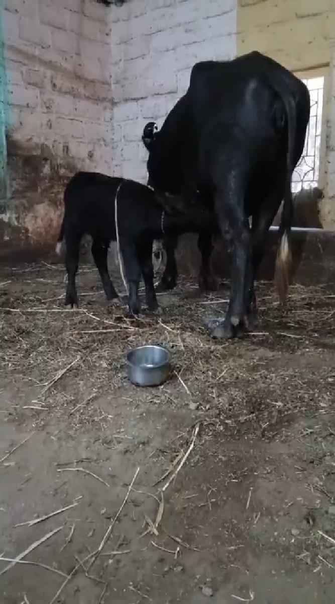 થંબનેલ 2