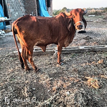 હોડકી વેચવાની છે વીયાસેહવે