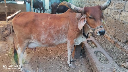 ગાય વેચવાની છે