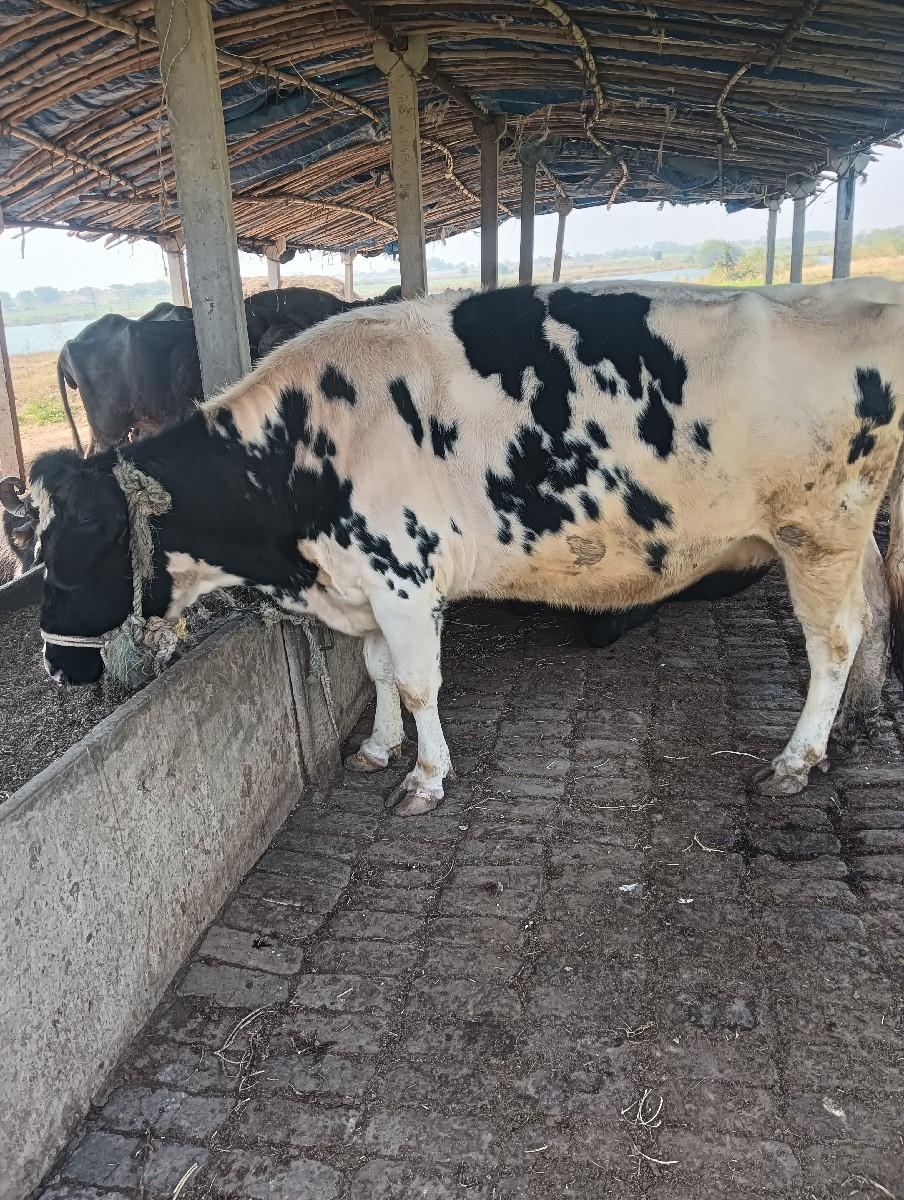 ગાય દેવા ની સે ઠાલી