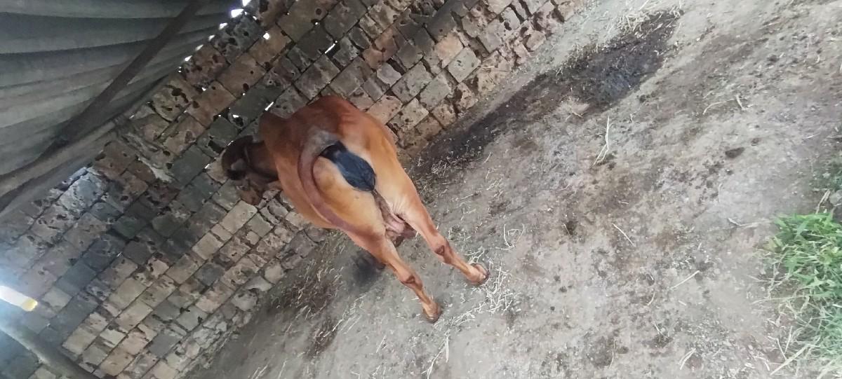 3 વેતર વીયશે