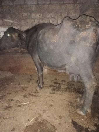 બીજી વેતર કાલે વિયાણી નીચે પાડી