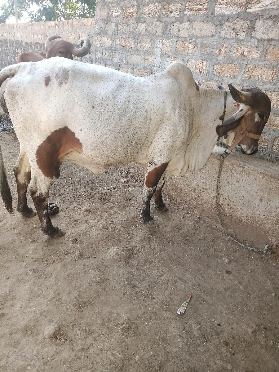 ગીર કૉસ  ગાય વેચવા ની છે
