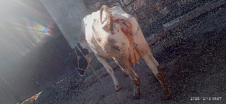 थंबनेल 3