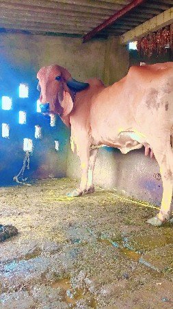 થંબનેલ 3