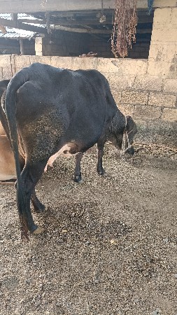 થંબનેલ 3