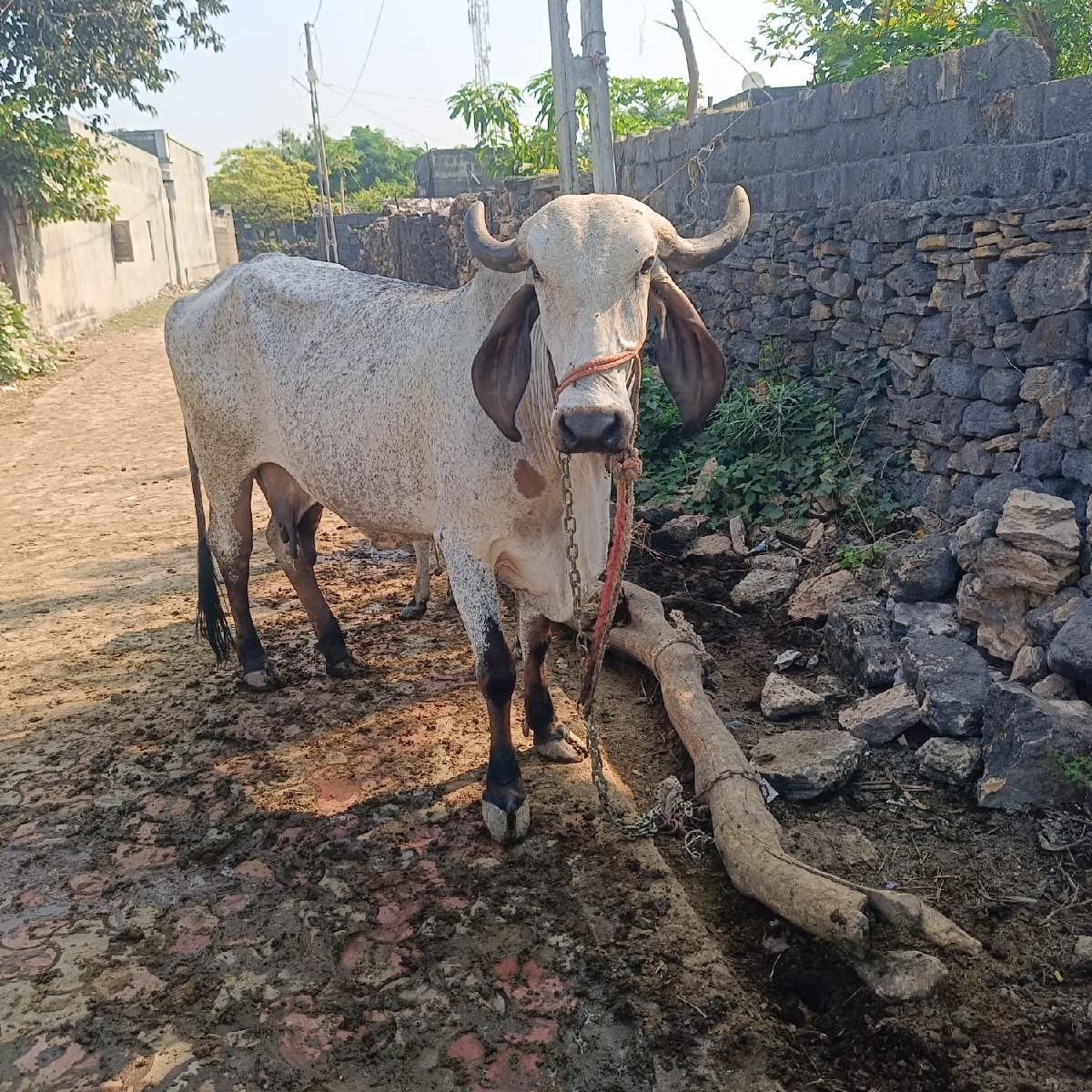 ગીર ૧ વધીયારી૧