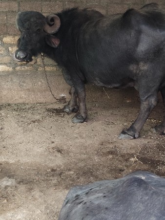 છછલીટરદુઘછે