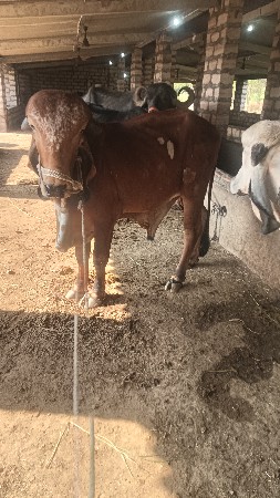 ખૂંટ વેચવાનું છે