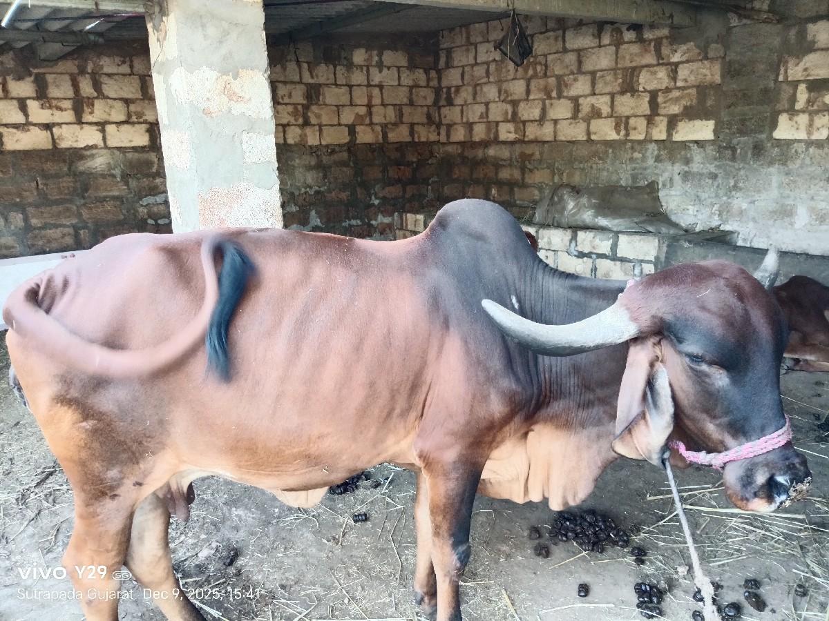 ગાય વેચવાની છે