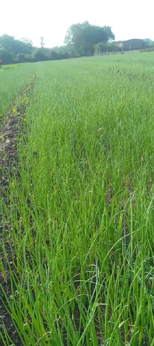 ડુંગળીનો રોપવેચવાનો છે સરગઢ