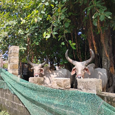 બળદ વેચવાના છે