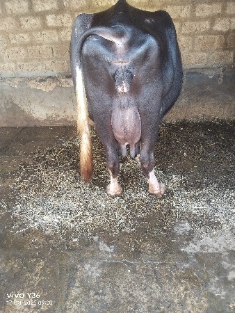 ભેસ વેચવાની છે