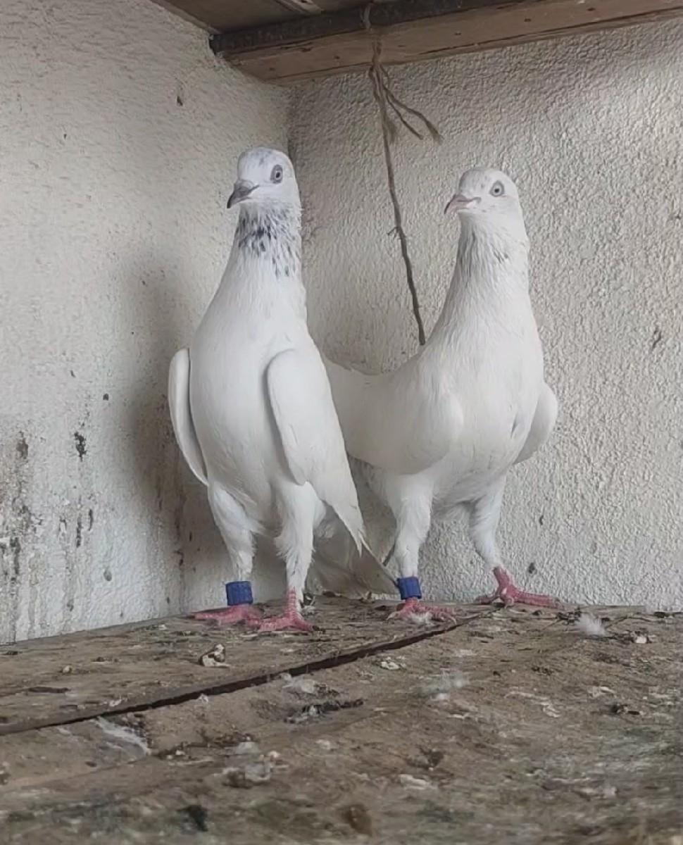 ફૂલ ઉડાન જોડી 🔥