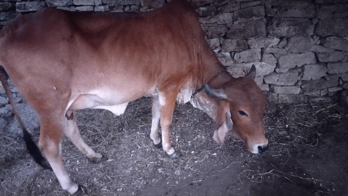 थंबनेल 3