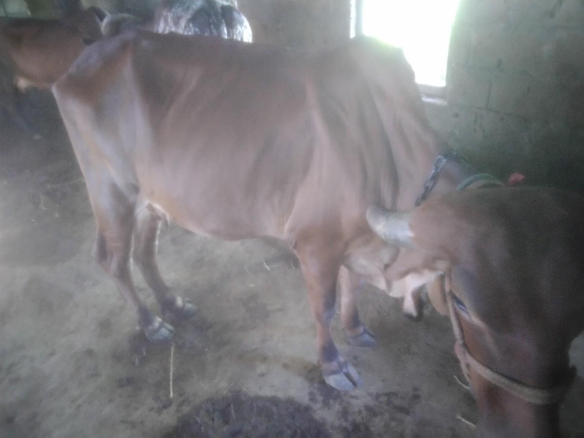 थंबनेल 2