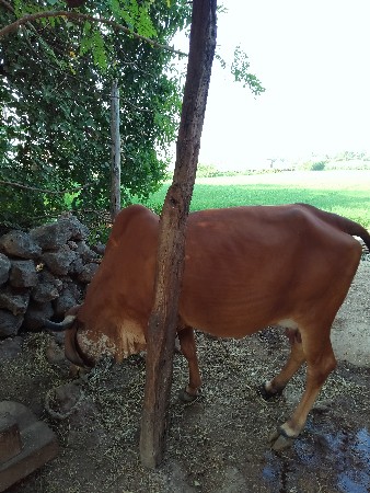 थंबनेल 2